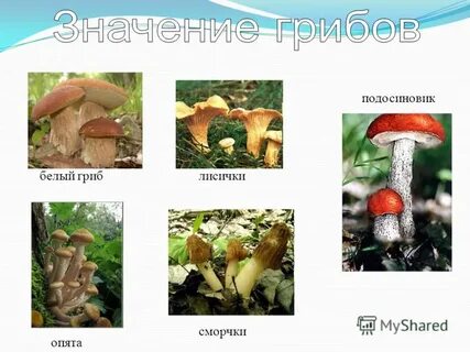 Что значат грибы