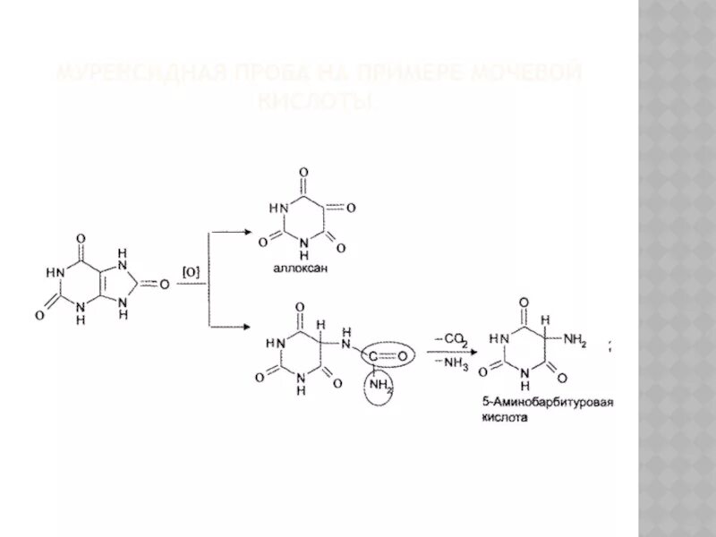 Открытие мочевой кислоты мурексидная проба. Мурексидная проба на теофиллин реакция. Мурексидная проба реакция мочевая кислота. Мурексидная проба на барбитураты.