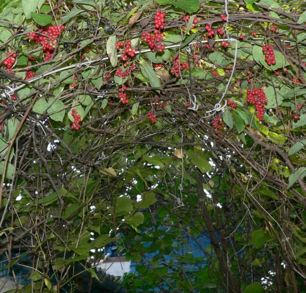 Лимонник китайский (schisandra chinensis). Лимонник спб. Лимонник дальневосточный рассада. Лимонник китайский росток. Лимонник куст.