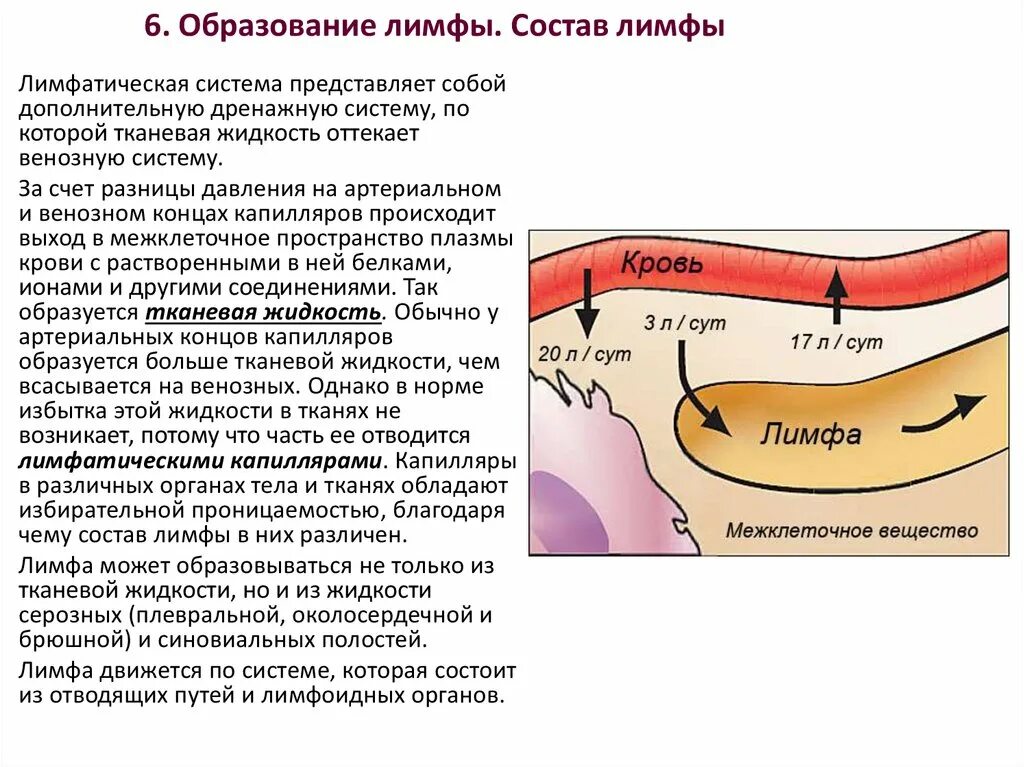 Лимфа образуется из