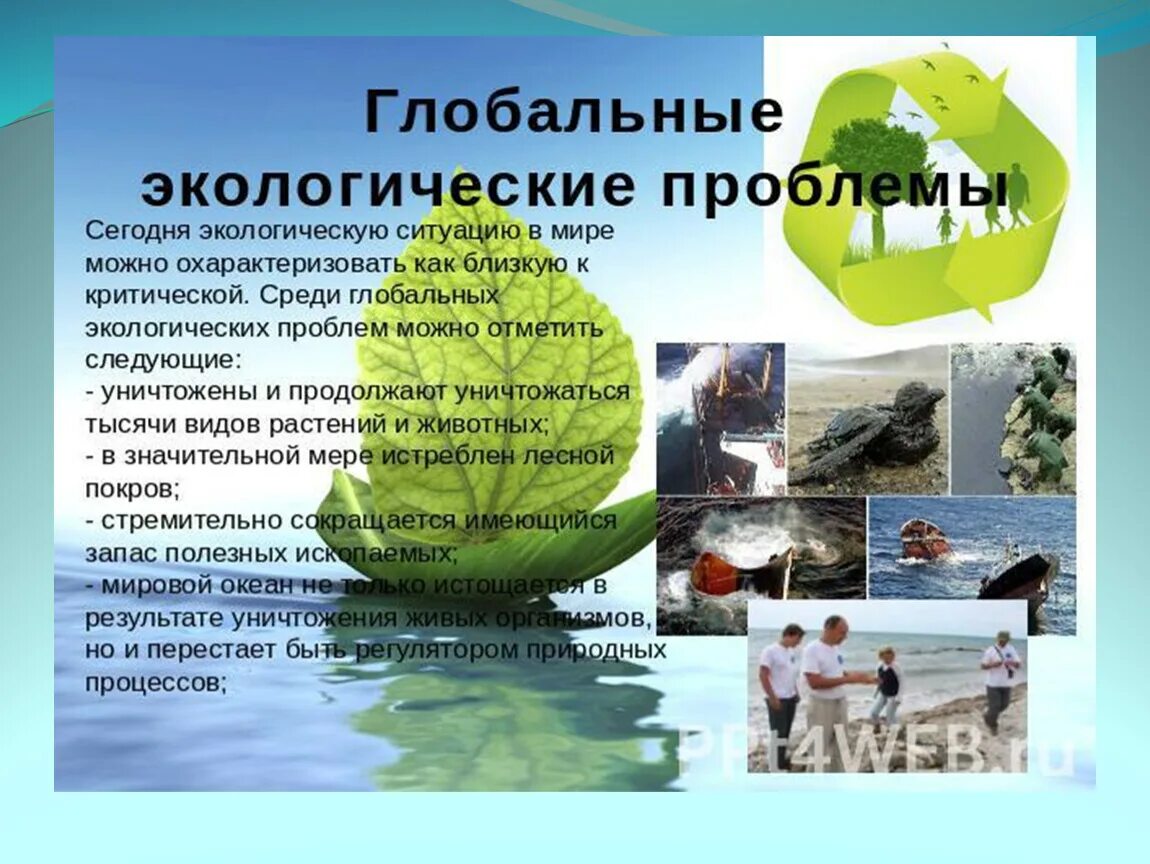 Экология презентация. Доклад на тему экология. Рассказ про экологию. Слайд на тему экология. Экология и ее значение 9 класс
