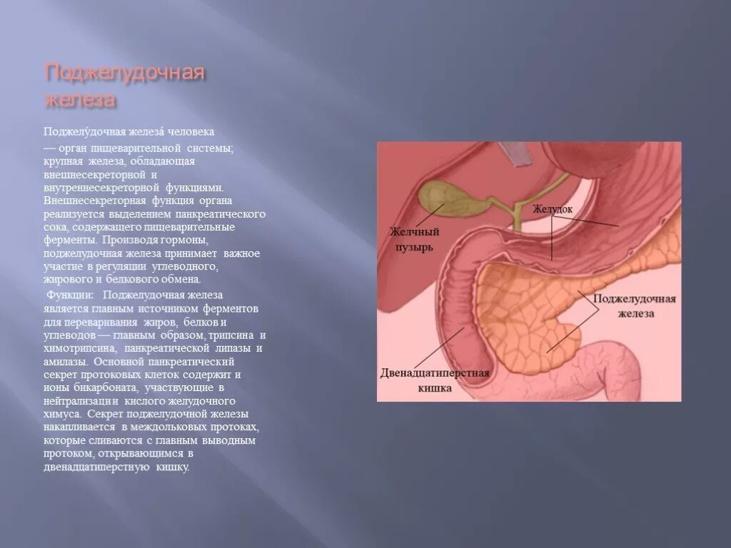 Поджелудочная железа пищеварительные секреты. Поджелудочная железа орган. Секрет поджелудочной железы. Желудочные железы секрет. Секрет поджелудочной железы функции