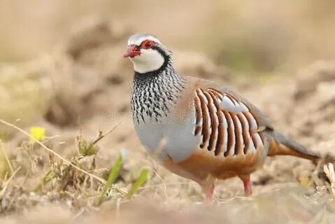 Red legged