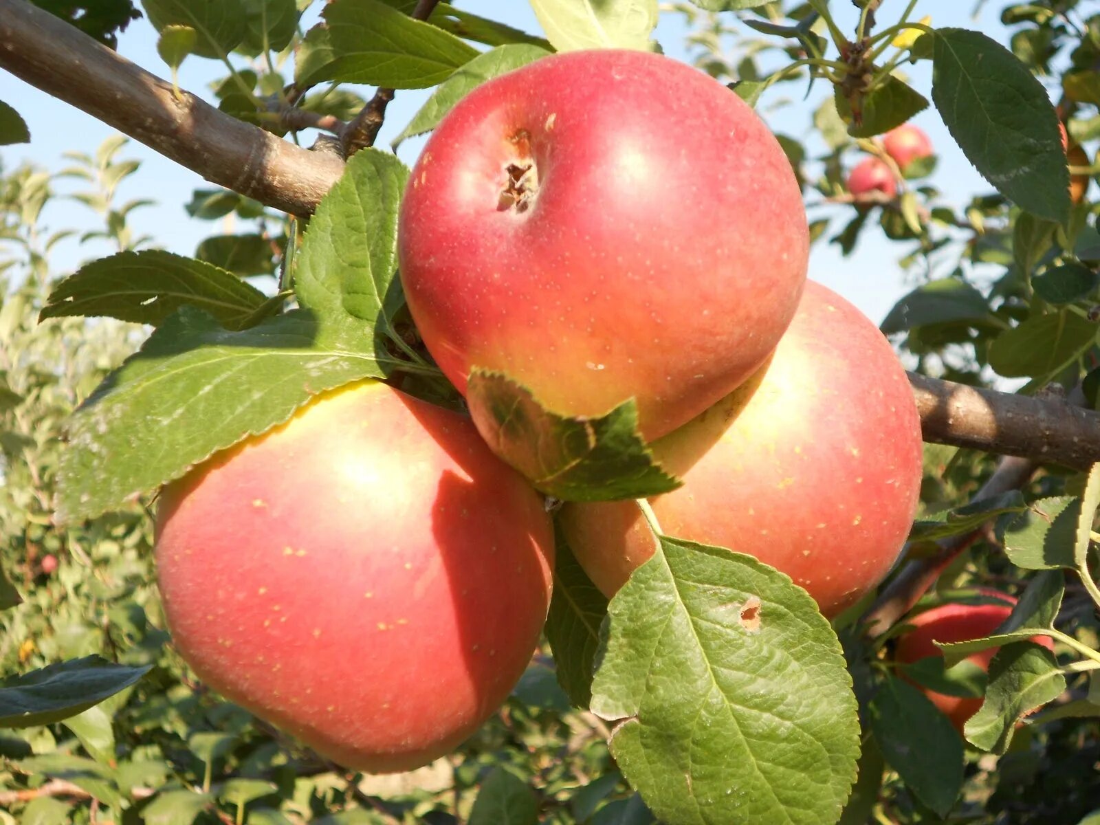 Яблоня Malus domestica. Яблоня Кутузовец. Энтерпрайз сорт яблок. Яблоня Энтерпрайз.