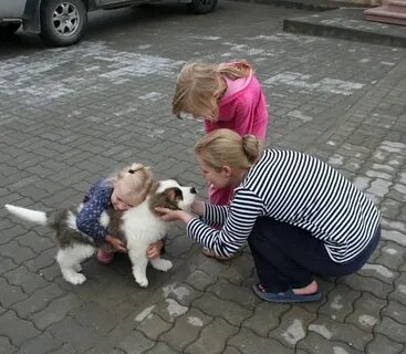 Пока собак