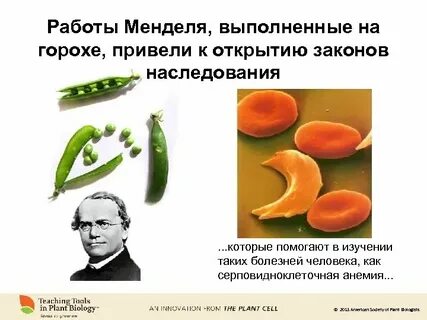 Эксперименты менделя