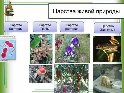 Какие растения не выделяют в отдельное царство. Какие растения не выделяют в отдельное царство