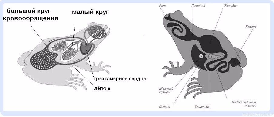 Строение дыхательной системы лягушки. Дыхательная система система земноводных. Дыхательная система лягушки схема. Дыхательная система земноводных схема. Функции дыхания у взрослых земноводных