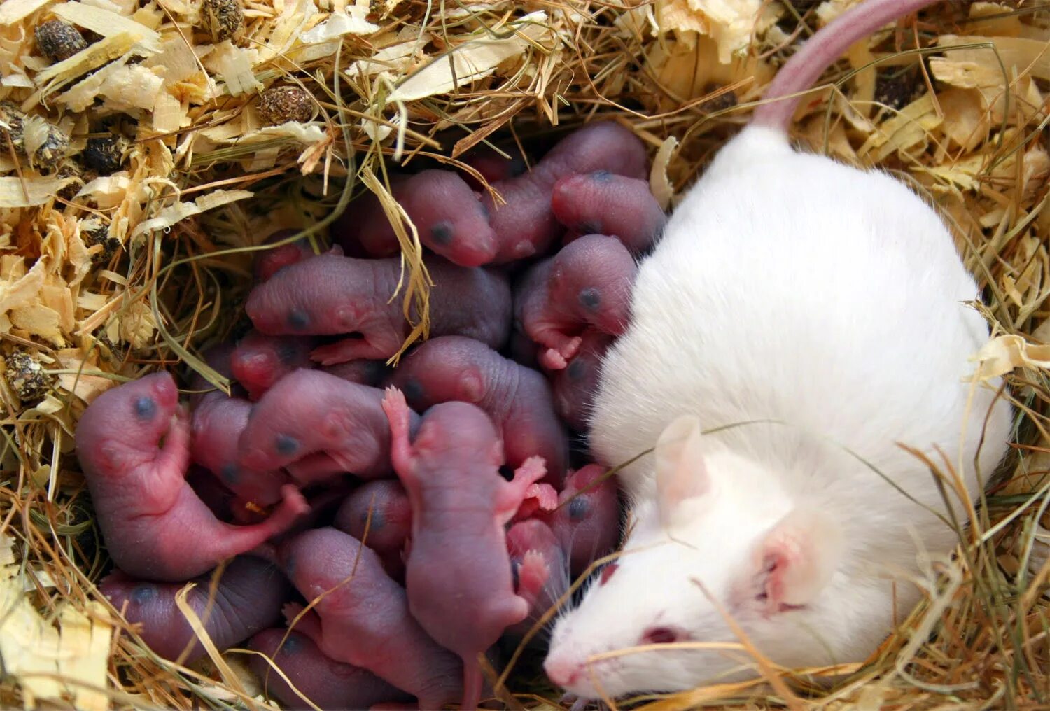 Детеныш мыши. Рождает детенышей и выкармливает их молоком