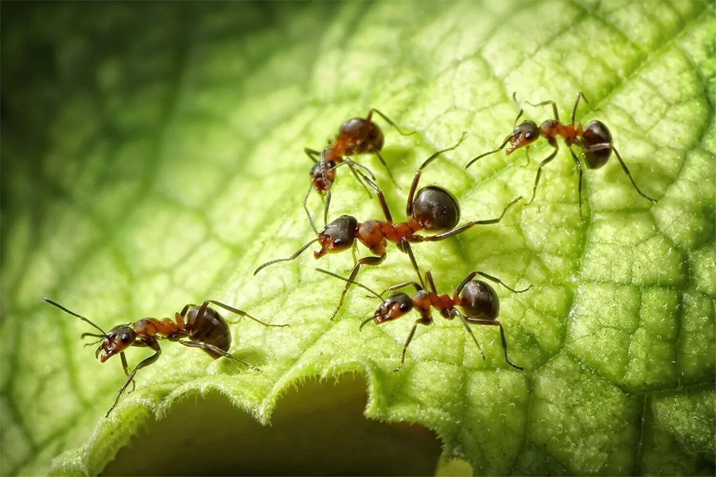 Рыжий муравей питание. Фараоновые муравьи Муравейник. Малый Лесной муравей. Муравьи сиафу. Муравьи феллахи.