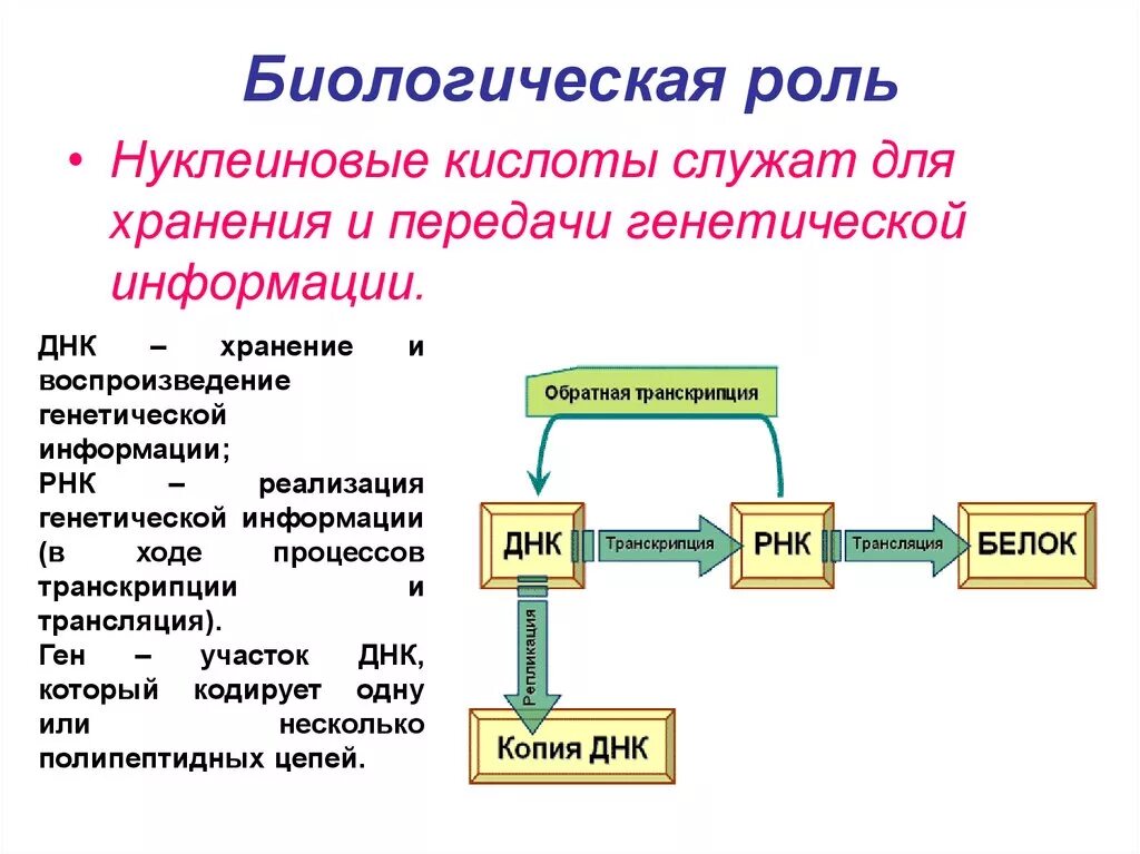 Строение и биологическая роль нуклеиновых кислот биохимия. Роль нуклеиновых кислот в реализации наследственной информации. Рибонуклеиновые кислоты биологическая роль.