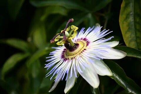 Free Images : bee, nature, summer, holiday, passion flower, flora.