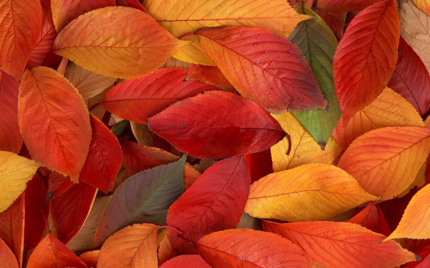 Красивые листья. Листья осенью. Разноцветные осенние листья. Осень разноцветные листья.