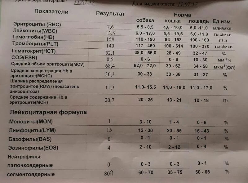 У ребенка 2 года сегментоядерные
