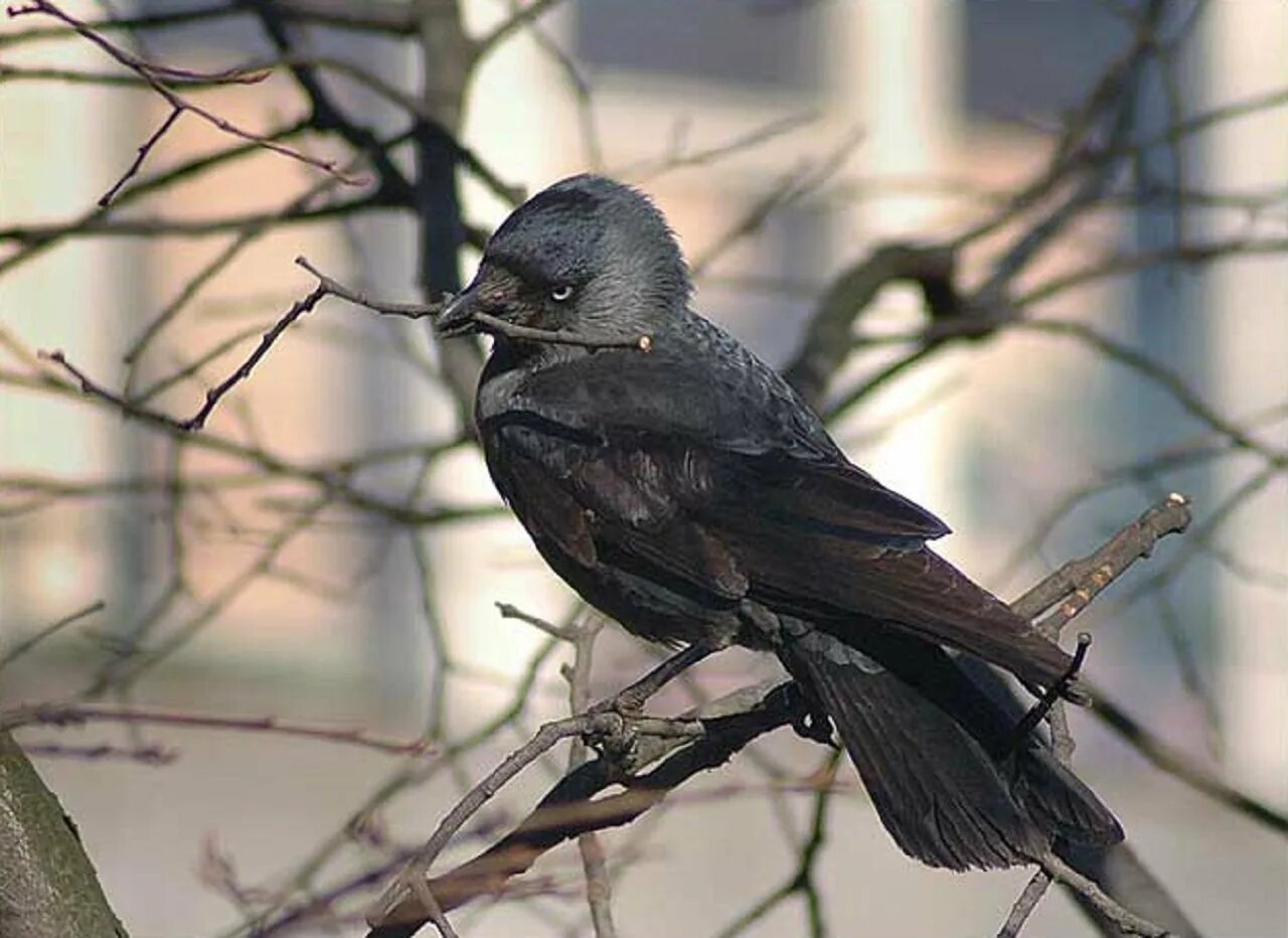 Галка обыкновенная ‒ Corvus monedula. Серая Галка птица. Дрозд Галка птица. Галка обыкновенная гнездо