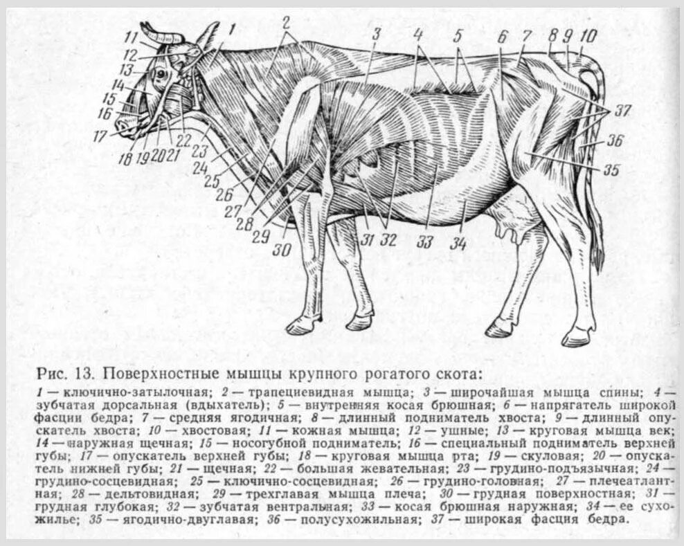 Можно ли считать крупный рогатый скот промежуточным. Туловище коровы строение. Строение костного скелета КРС. Строение скелета крупного рогатого скота. Ветеринария анатомия животных строение мышц.