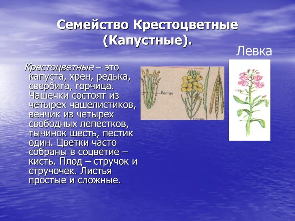 Семейство крестоцветные сообщение. Двудольные капустные. Семейство крестоцветные капустные. Класс двудольные семейство крестоцветные капустные. Сообщение о крестоцветных семейство крестоцветных.