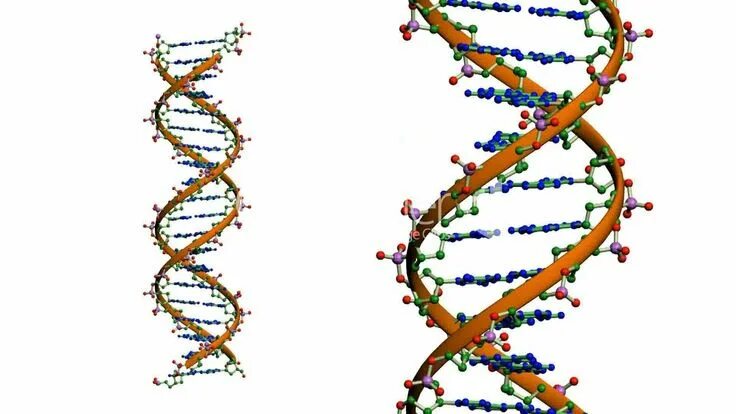 Как выглядит днк человека A-DNA simulations. ( A ) Atomic model of A-DNA and corresponding HRTEM... Downlo