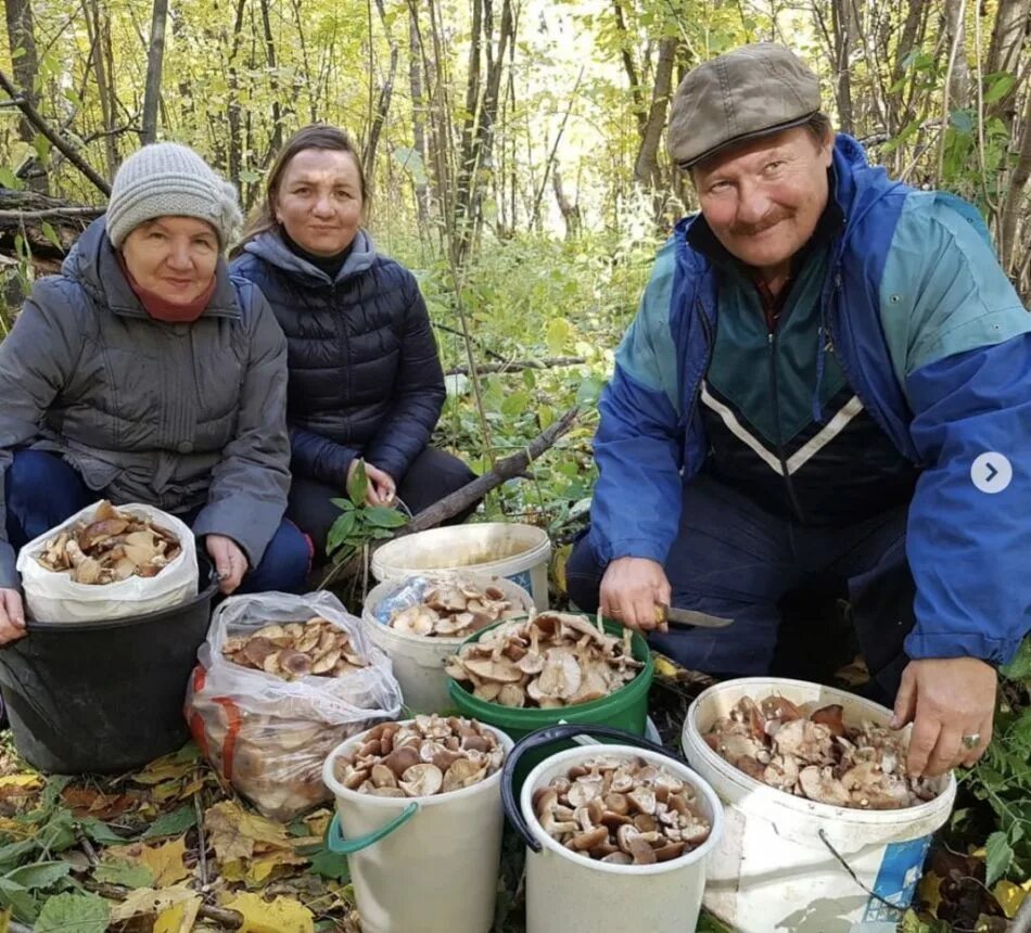 Собирать грибы. Много грибов. Много грибов в лесу. Сборка грибов. К чему снится есть грибы