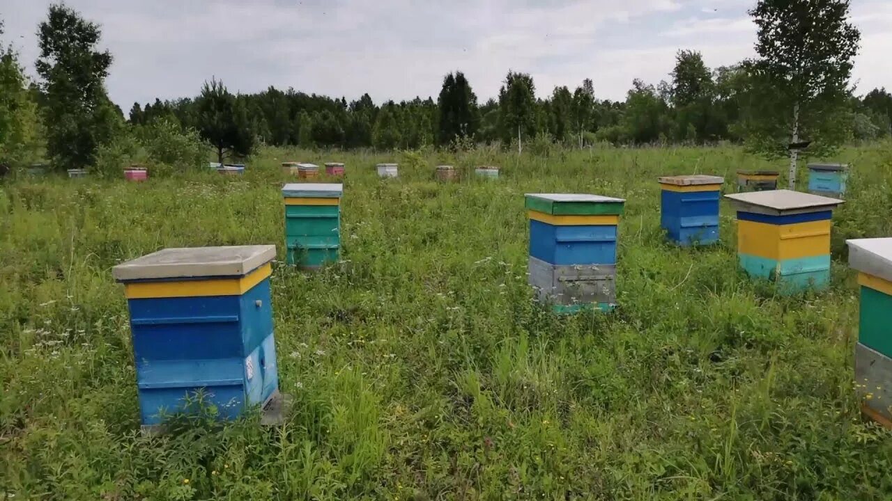 Несколько ульев