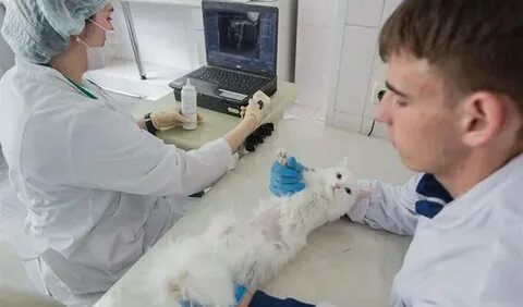 Что сдавать на егэ на ветеринара