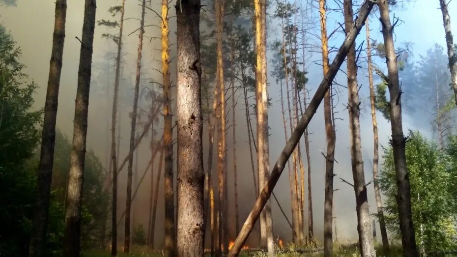 Леса Воронежа. Корабельные сосны в Воронеже до пожара. Аренда лесов Воронеж цена.