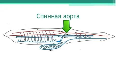 Глазки гессе у ланцетника