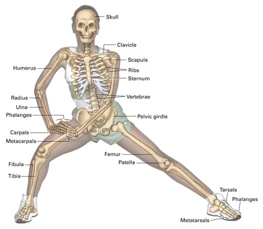 Название костей и суставов человека. Скелет человека с названием костей. Суставы скелета. Кости скелета с названиями костей.