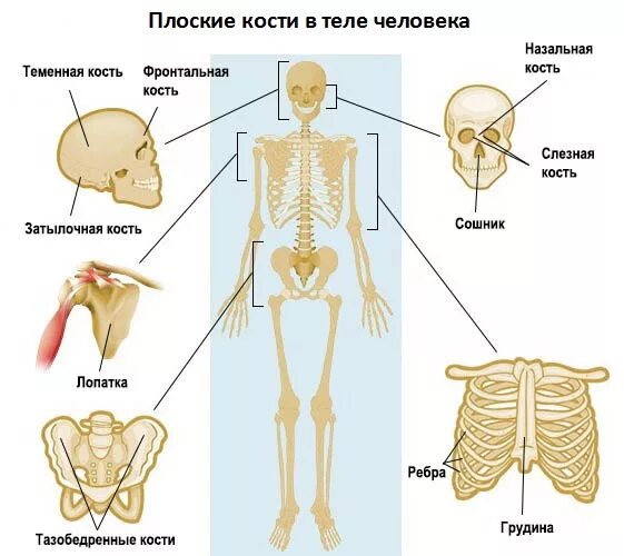 Плоские кости скелета человека