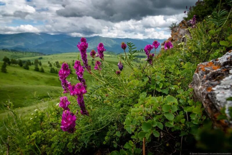 Боровая матка от эвалар. 2 г №20. Боровая матка для женщин 30г. Боровая матка №20 травы алтая. Реликтовые травы алтая.