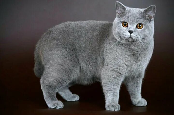 Рассмотрите фотографию кошки породы британская. Порода кошек британец. Голубой кот порода британец. Британская короткошёрстная дымчатая. Британец кот ДШ.