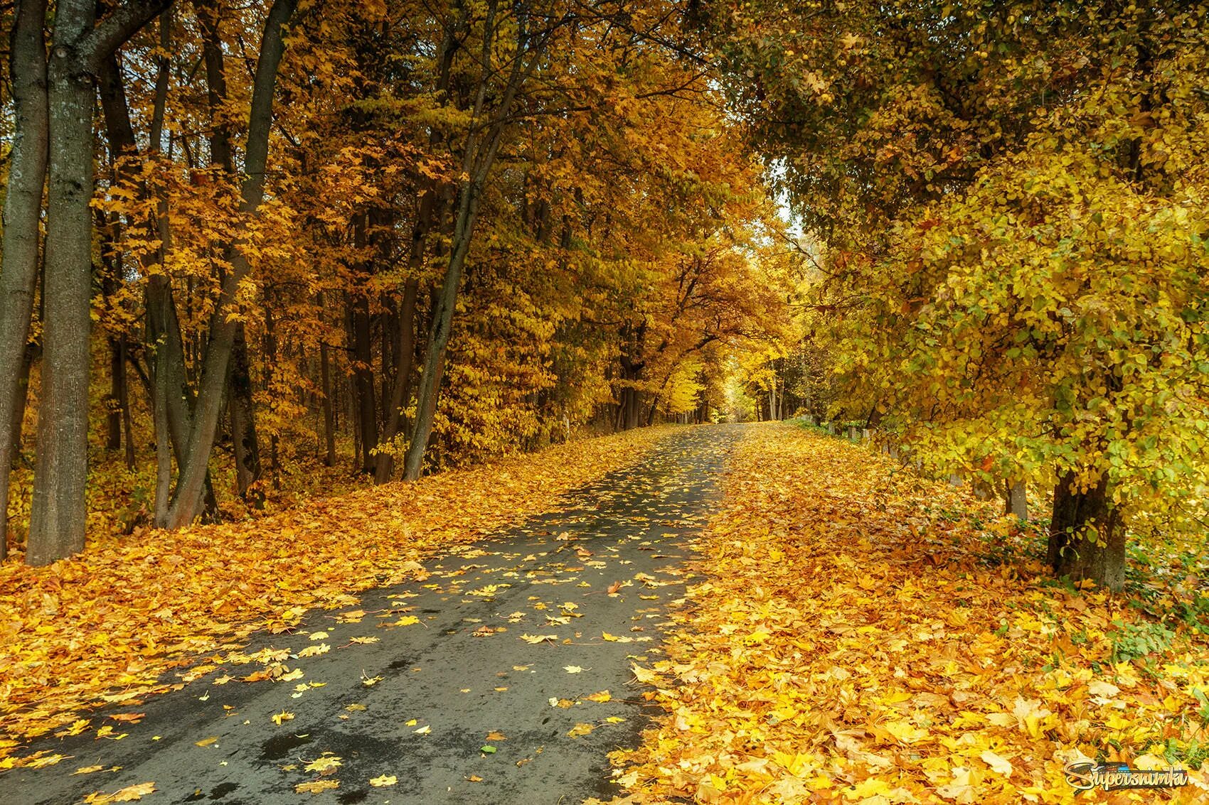осенний ход. осенние дорожки. осенний ход. осенняя поляна. осенняя дорога.