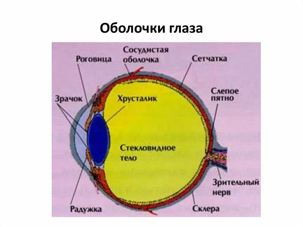 Оболочки и структуры глаза. Строение оболочек глаза. Строение глаза. Оболочки сетчатки. Склера сетчатка слепое