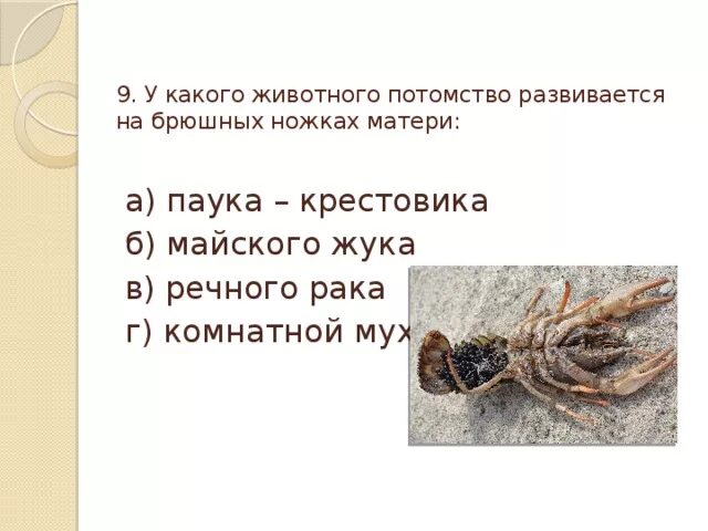 Стадия куколки у паукообразных. Стадия куколки у паукообразных