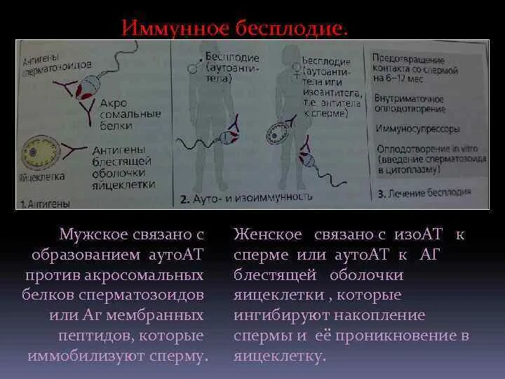 Лечение иммунологического бесплодия. Иммунологическое бесплодие у женщин. Иммунное бесплодие у мужчин. Иммунное бесплодие