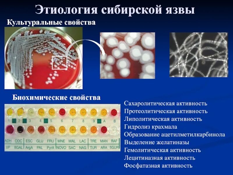 Возбудитель сибирской язвы на питательной среде. Культуральные свойства сибирской язвы микробиология. Биохимические свойства возбудителя сибирской язвы. Биохимические свойства сибирской язвы микробиология. Сахаролитическая активность бактерий