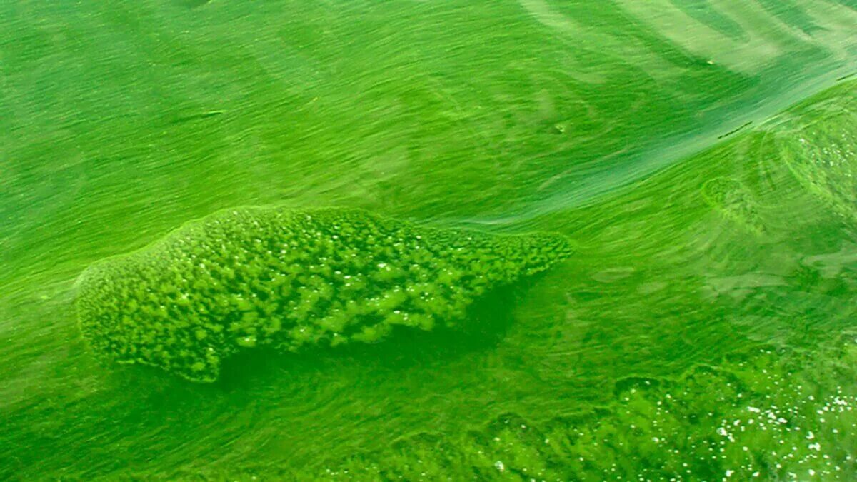 Синезеленые цианобактерии. Цианобактерии сине-зеленые водоросли. Микроцистис водоросль. Синезеленые водоросли микроцистис.