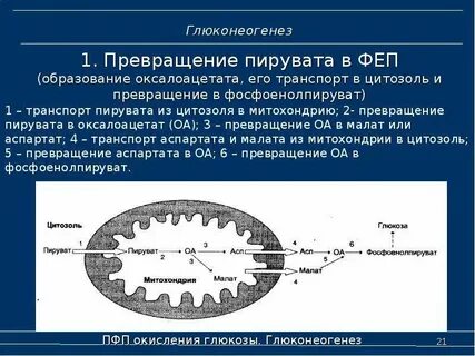 Глюконеогенез