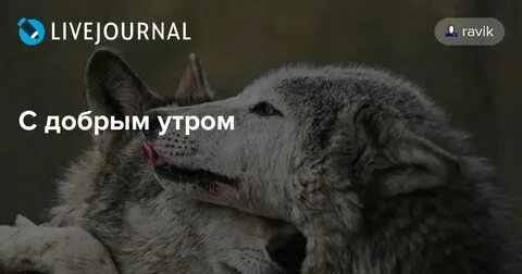 Доброе утро картинки с волком