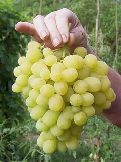 Виноград сорта в магазинах