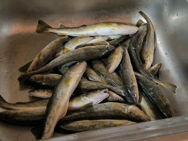 Улов 25 приморский край рыбалка. Улов 25 приморский край рыбалка. Приморский рыбак приморск. Улов 25. Улов 25 приморский край рыбалка.
