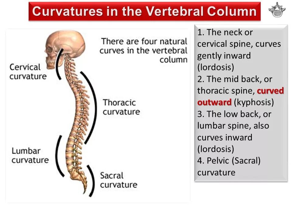 Изгиб позвоночника 5. Строение позвоночника лордоз кифоз. Отделы позвоночника лордоз кифоз. Естественные изгибы позвоночника. Позвоночный столб лордозы и кифозы.