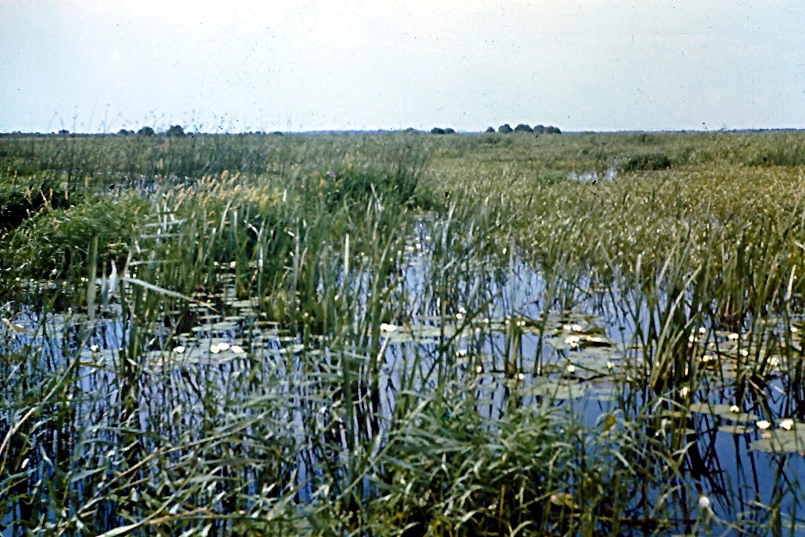 к чему снится болото мужчине