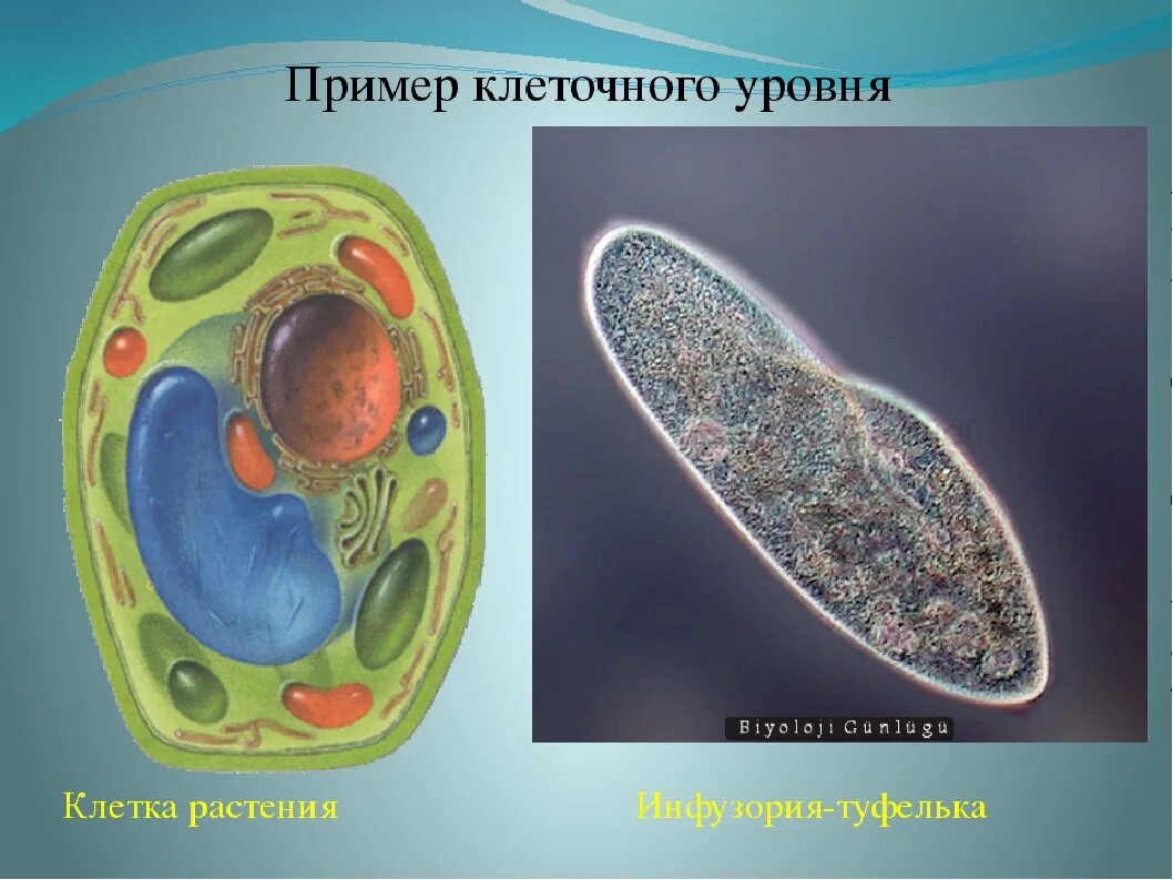 Значение живой клетки. Клеточный уровень. Клеточный уровень примеры. Клеточный уровень организации. Клеточный уровень организации жизни.