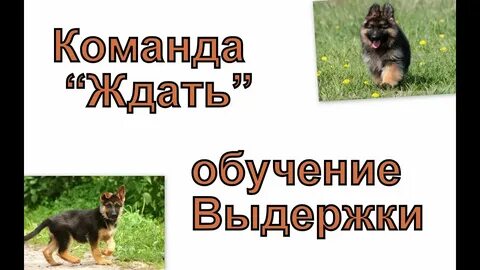 Команда ждать