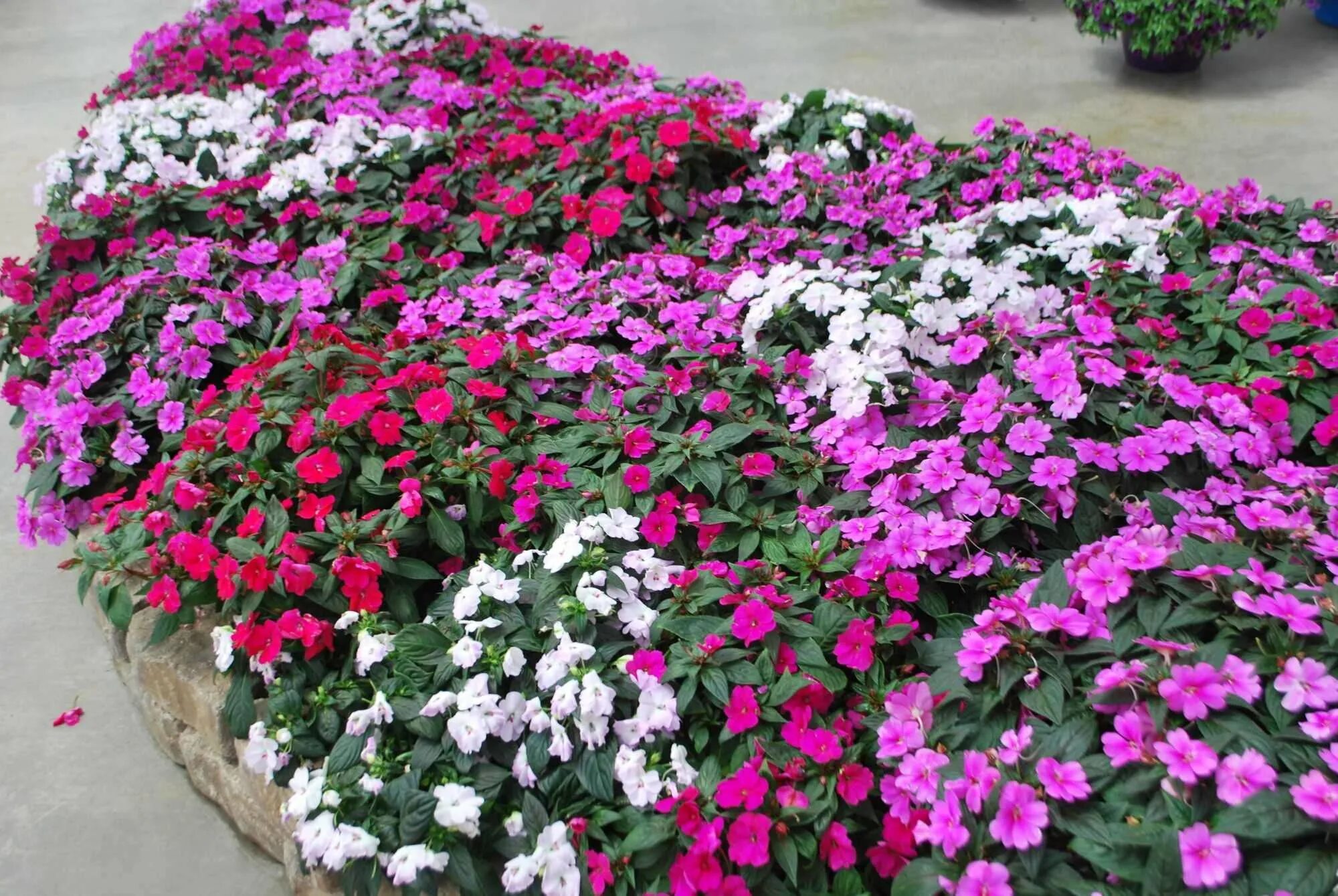 Бальзамин цветы фото уличный посадка Impatiens 'New Guinea Hybrids' GardensOnline Flower seeds, Ornamental trees, Col