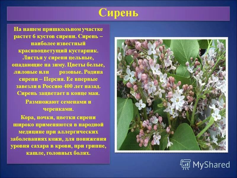Вид листа сирени: найдено 77 картинок
