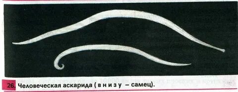 Аскарида двусторонняя симметрия тела