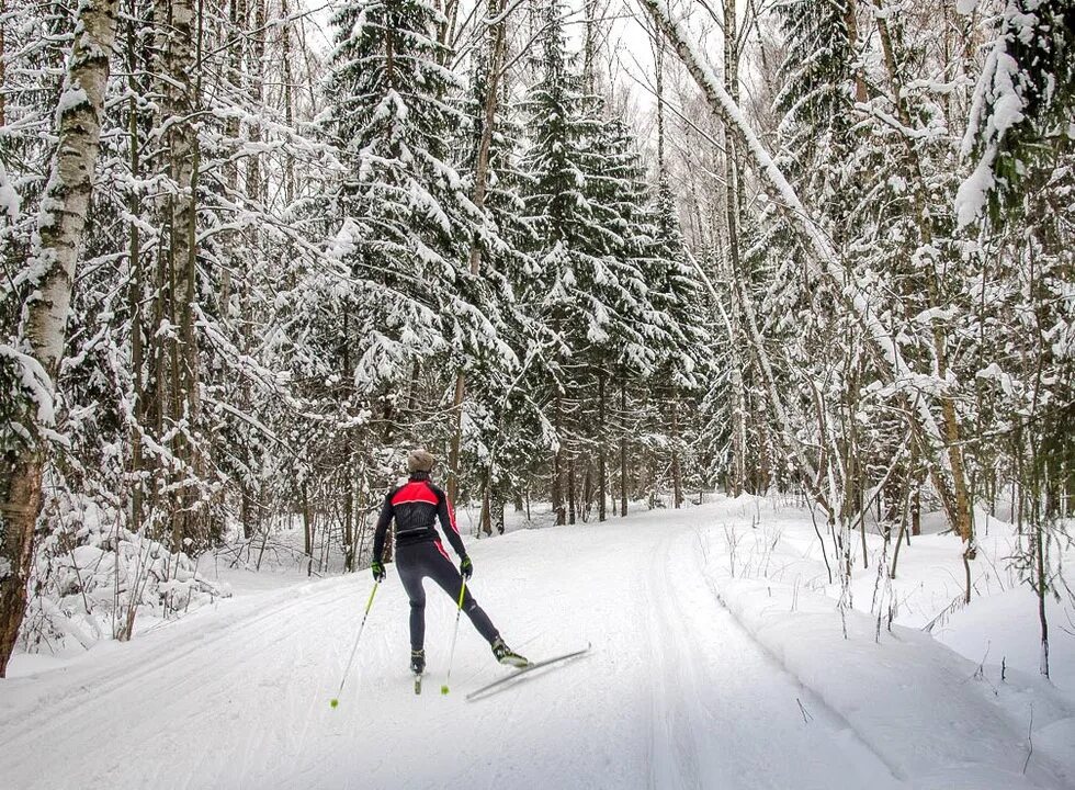 Лыжня в Сокольниках. Белокуриха беговые лыжи. Катание на лыжах. Лыжи зимой.