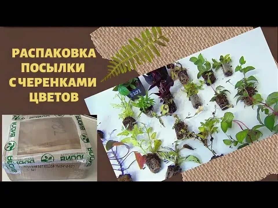 Интернет магазин черенков растений. Упаковка для пересылки черенков. Вегетативное размножение традесканции фото. Блистер для черенков клевер. Агрофирма виола вегетативные черенки петунии.